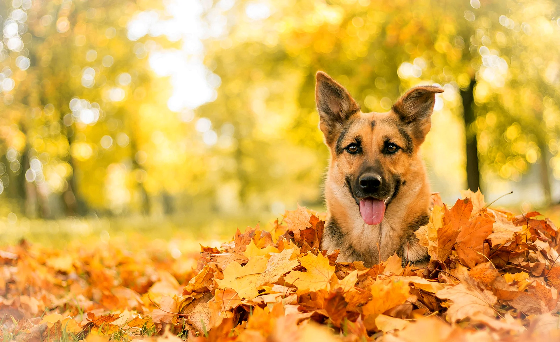 Autumn Dog Wallpaper