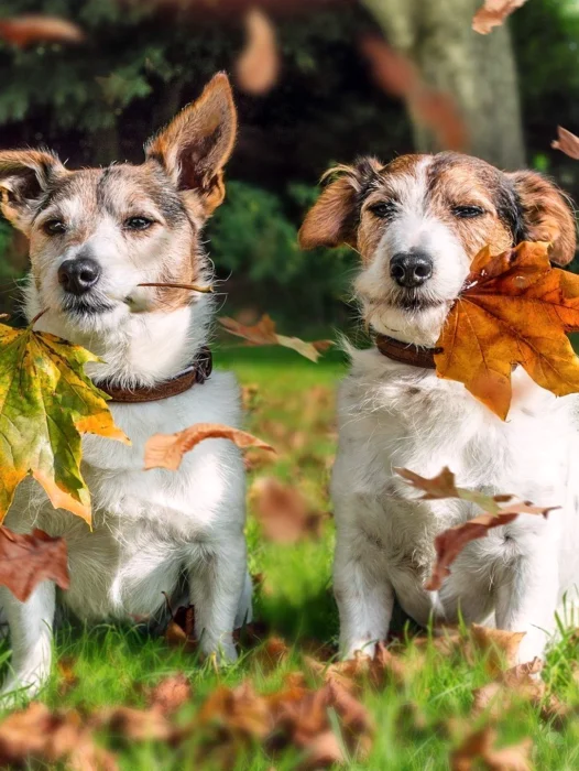 Autumn Dog Wallpaper