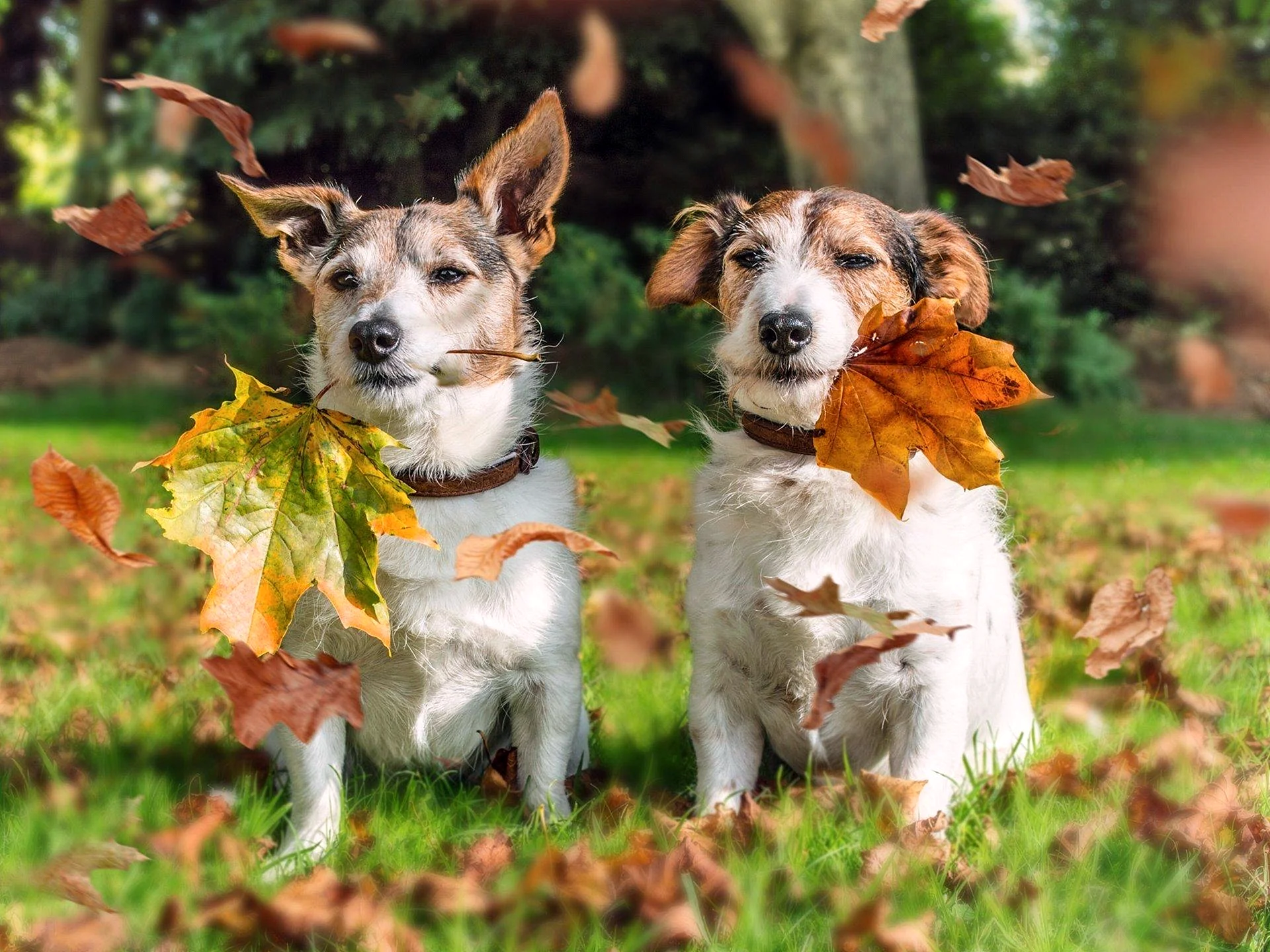 Autumn Dog Wallpaper