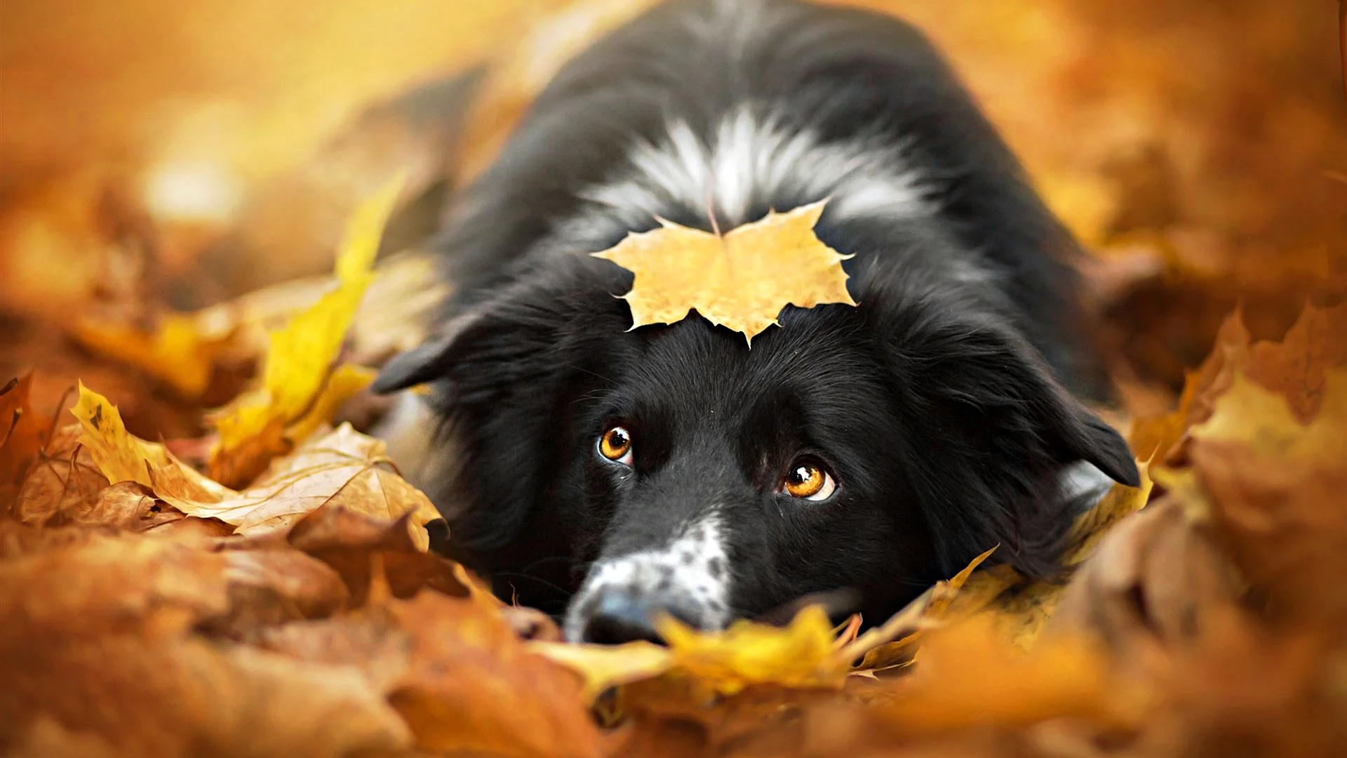 Autumn Dog Wallpaper