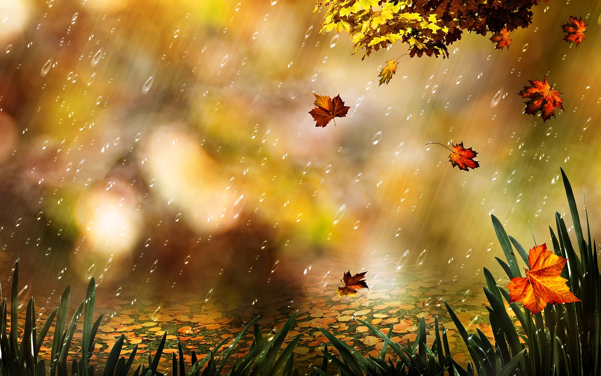 Autumn Fall Rain Wallpaper