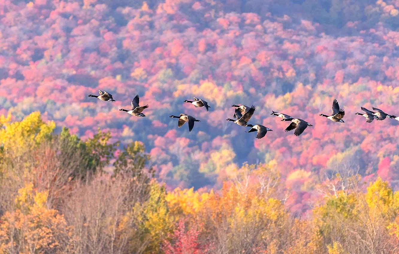 Autumn Geese Wallpaper