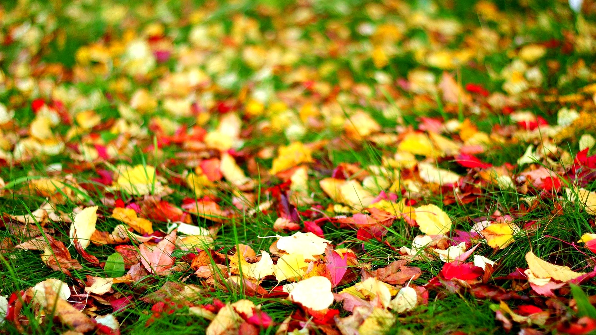 Autumn Grass Wallpaper