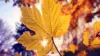 Autumn Leaf Wallpaper