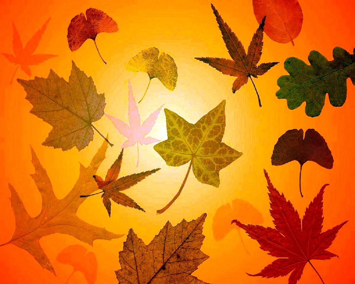 Autumn Leaf Pattern Wallpaper