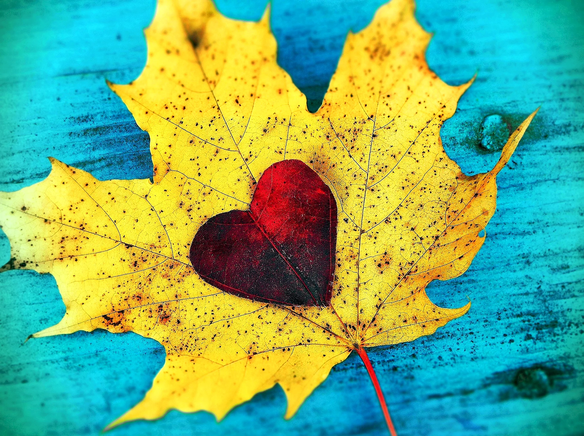 Autumn Love Wallpaper
