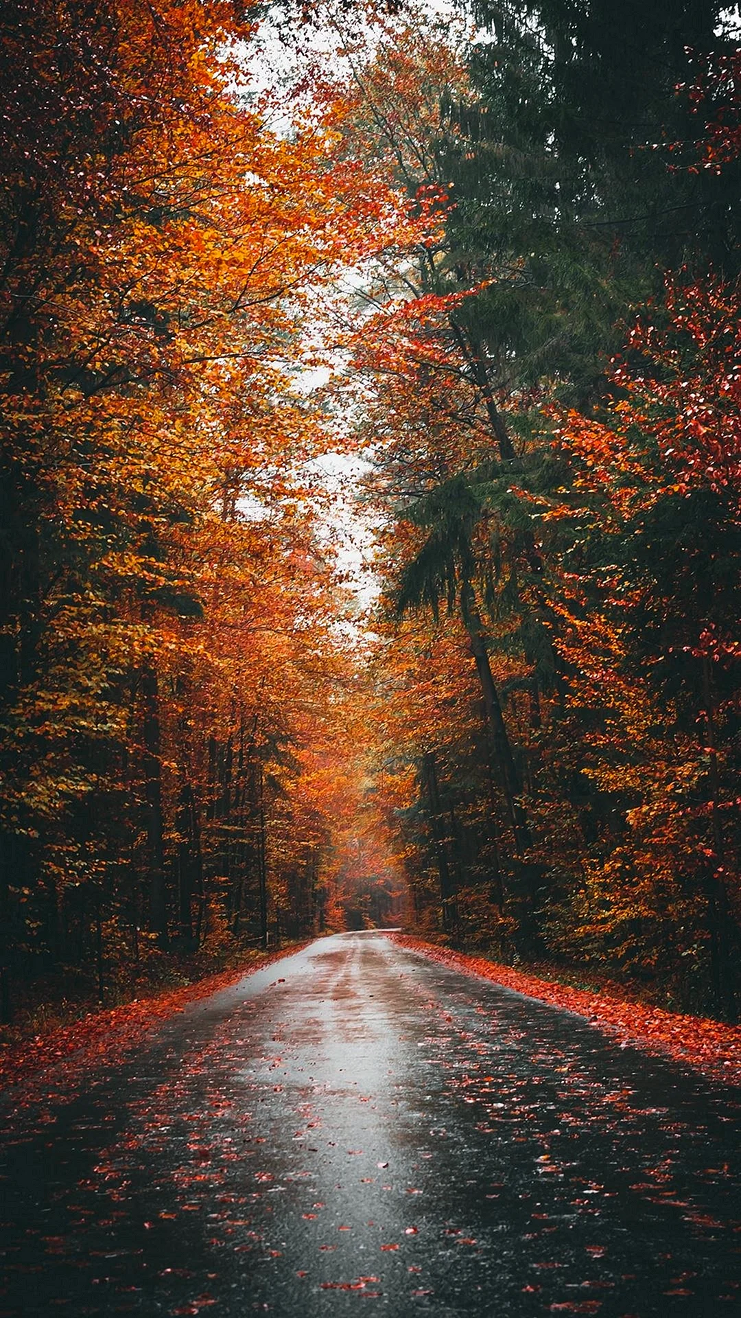 Autumn Road Wallpaper For iPhone
