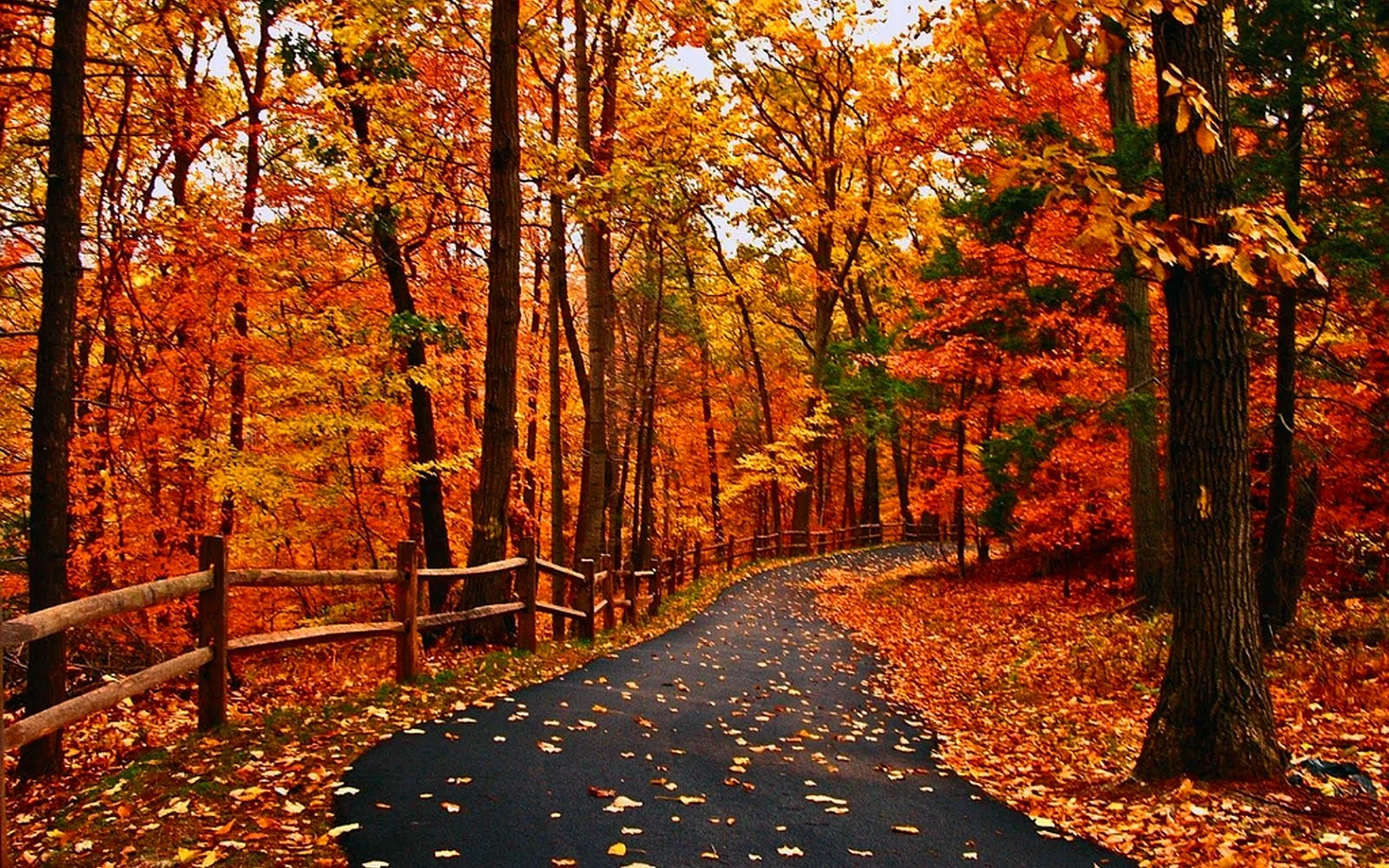 Autumn Scene Wallpaper
