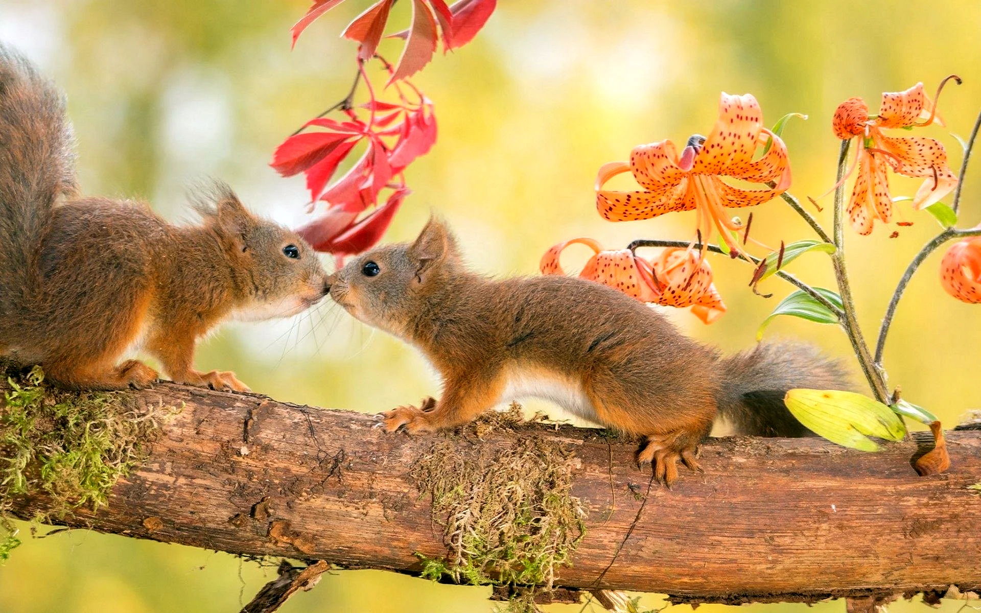 Autumn Squirrel Wallpaper