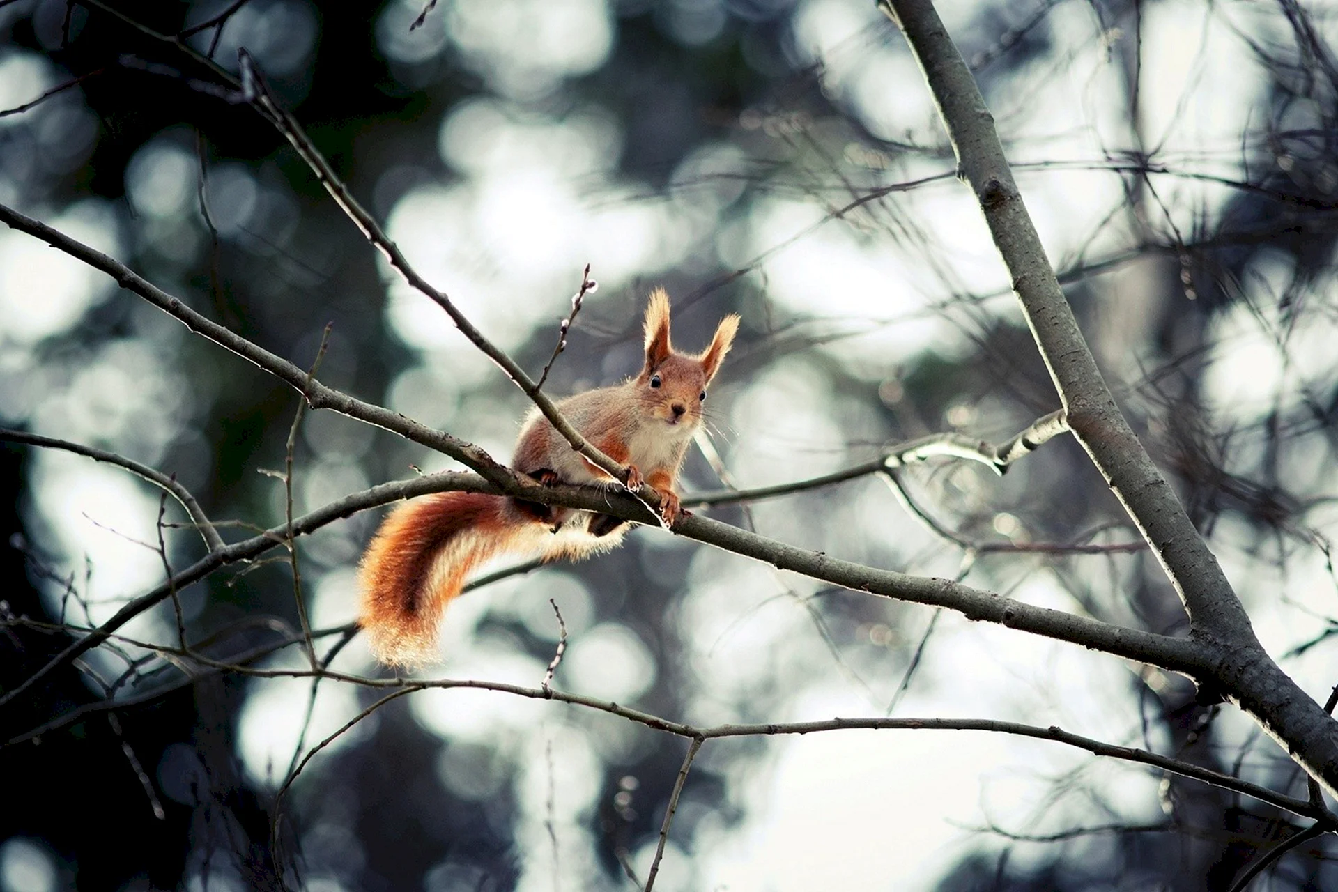 Autumn Squirrel Wallpaper