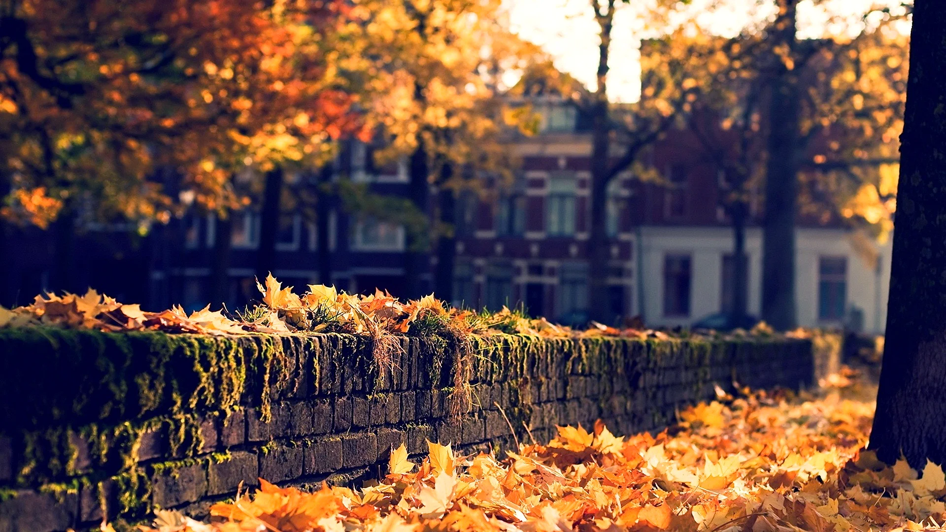 Autumn Street Wallpaper