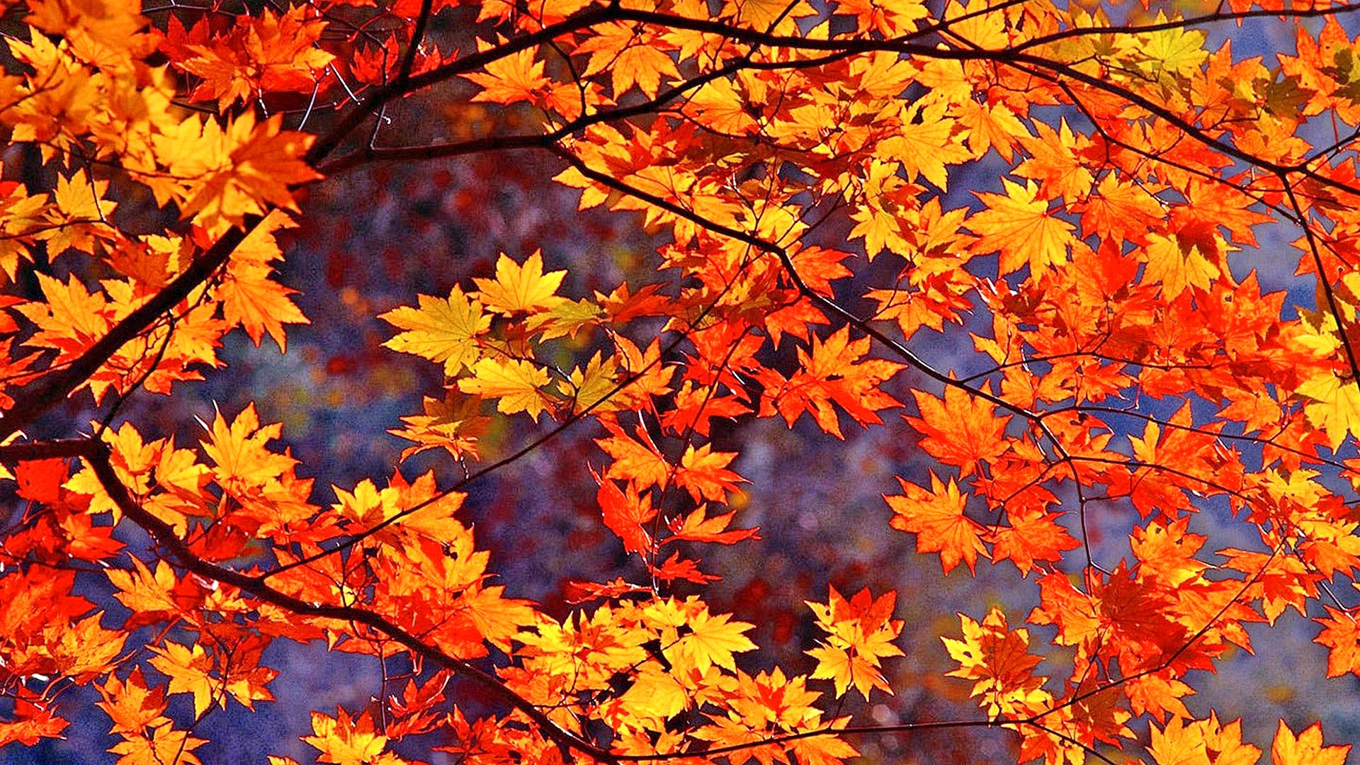 Autumn Tree Leaf Wallpaper