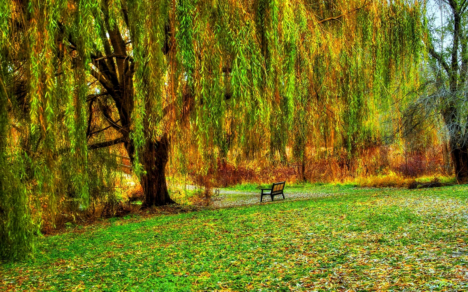 Autumn Tree Willow Wallpaper