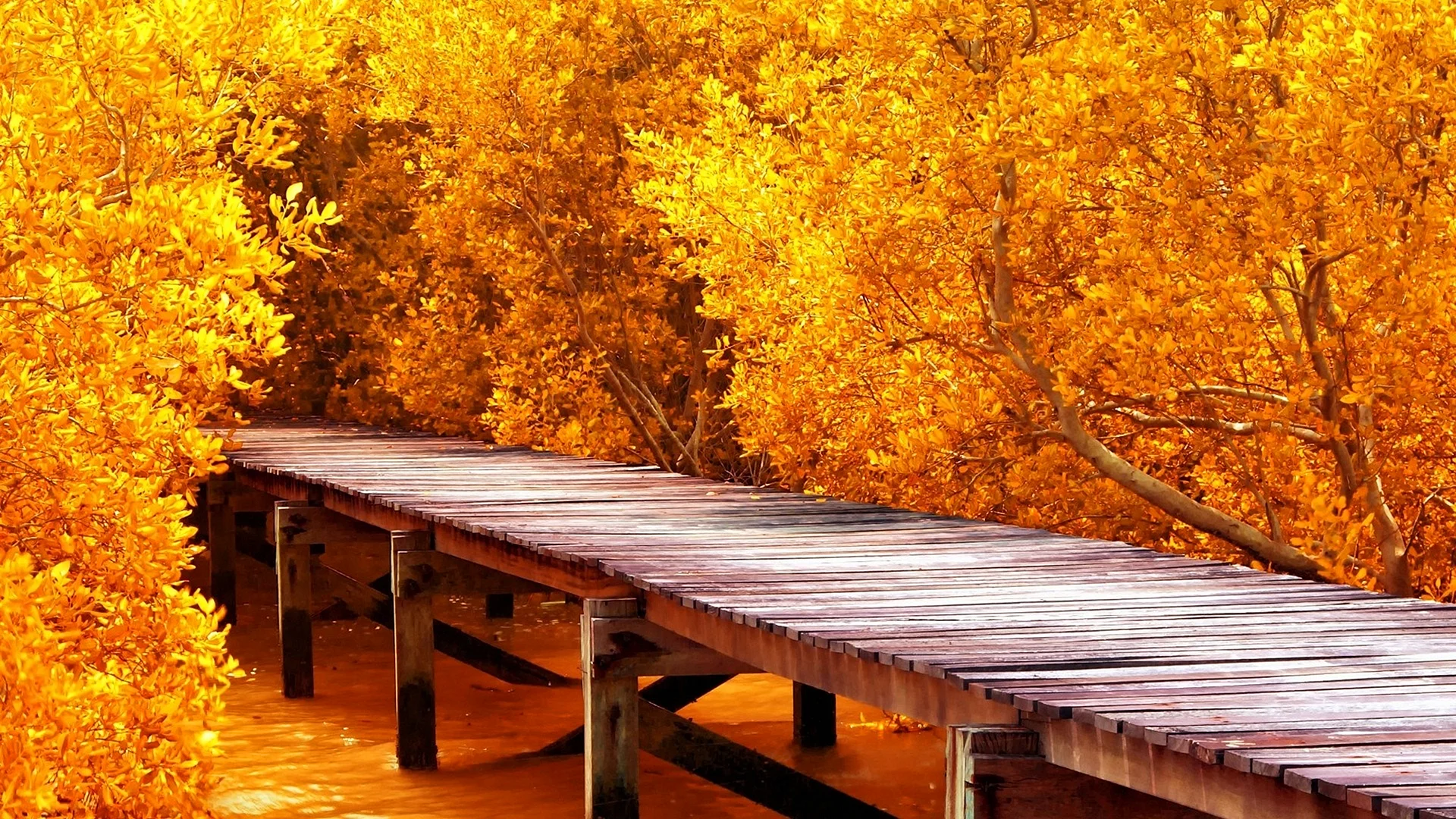 Autumn Wallpaper Wallpaper