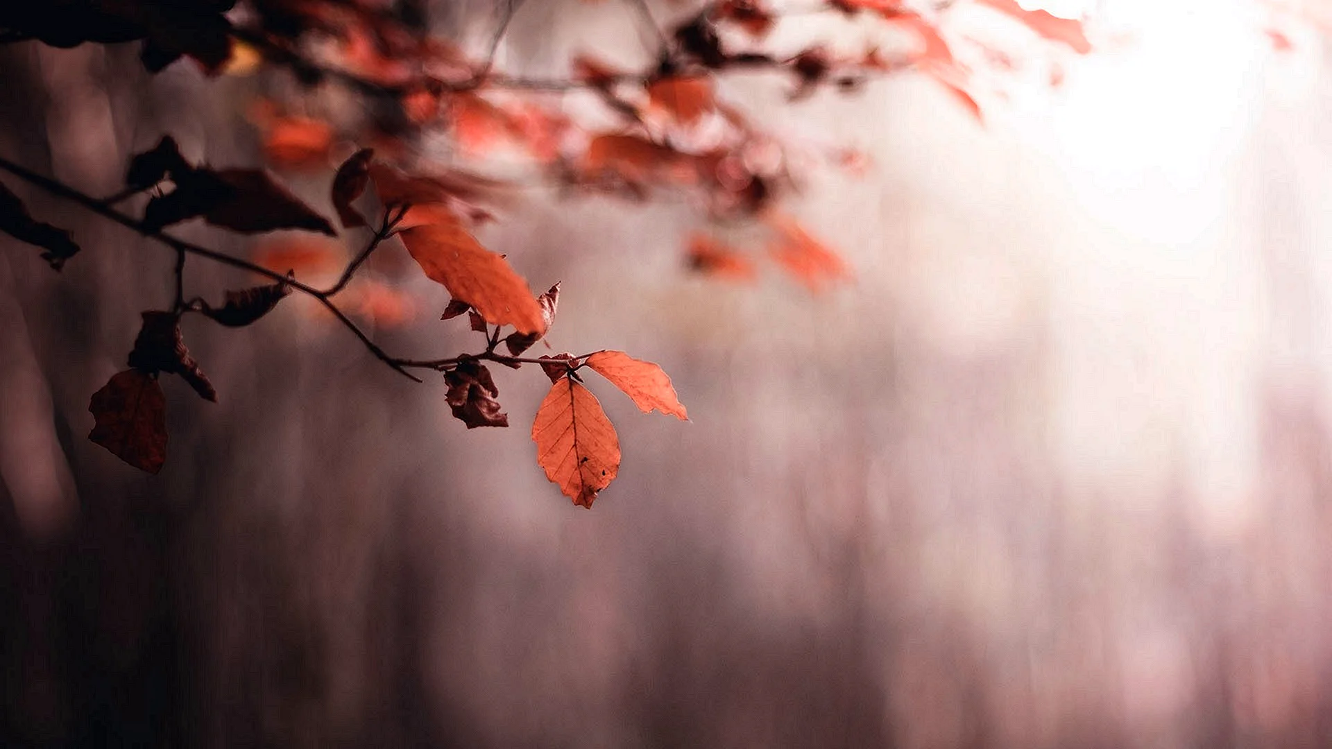 Autumn Aesthetic Wallpaper