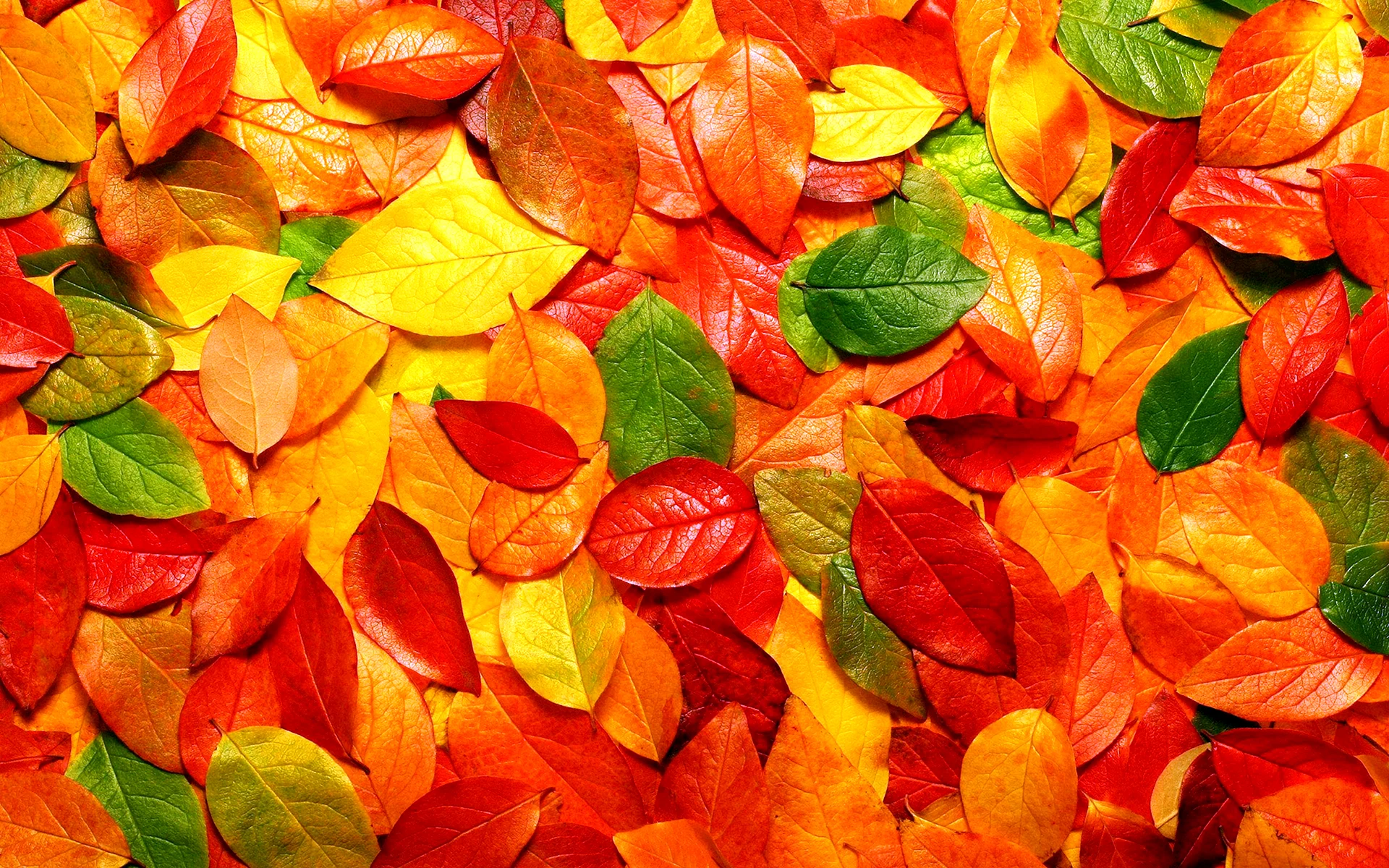 Autumn Leaves Wallpaper