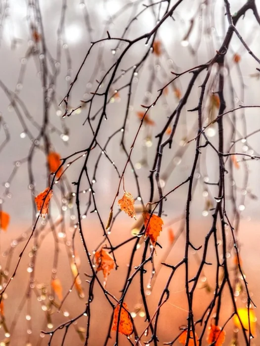 Autumn Rain Wallpaper