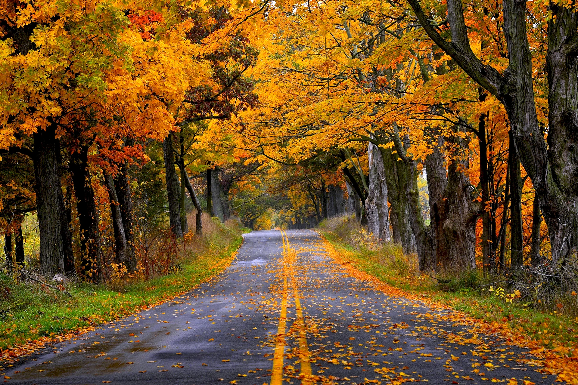 Autumn Road Wallpaper