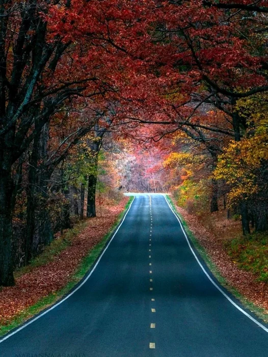 Autumn Road Wallpaper
