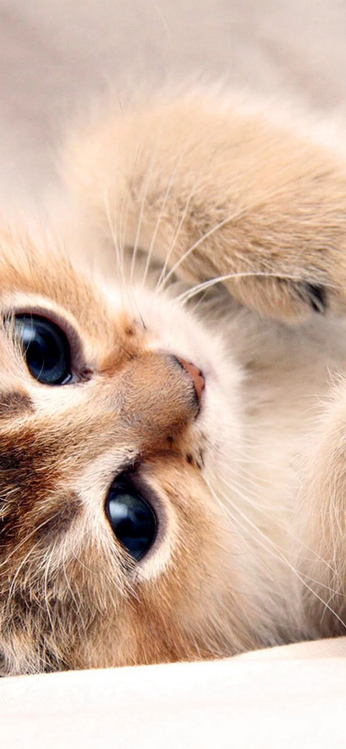 Baby Cat Wallpaper for iPhone 13 Pro