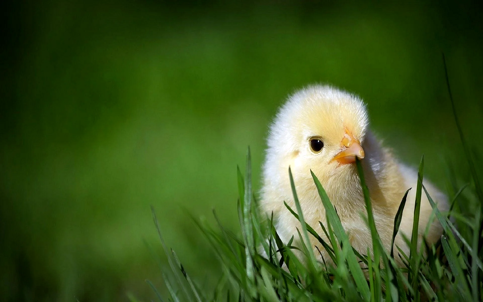 Baby Chicks Wallpaper