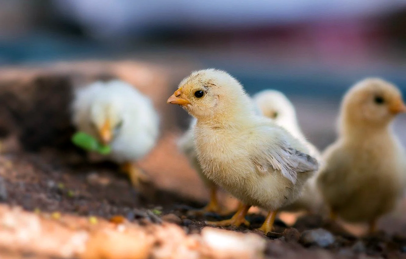 Baby Chicks Wallpaper