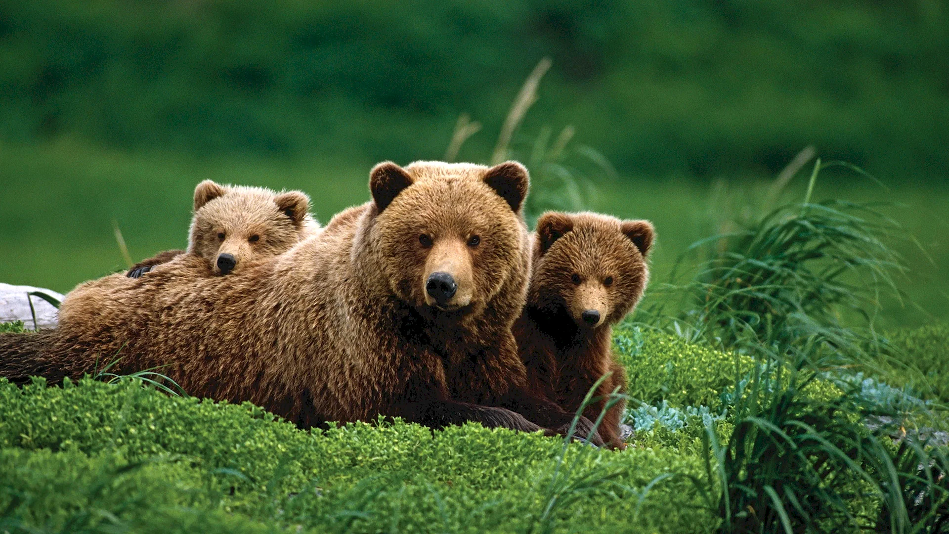 Baby Grizzly Bear Wallpaper