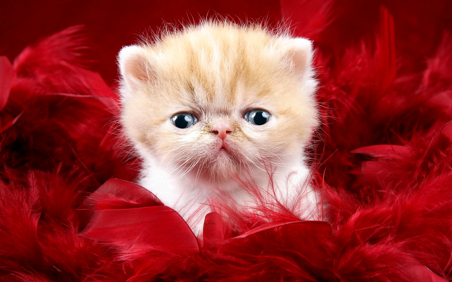 Baby Kittens Wallpaper