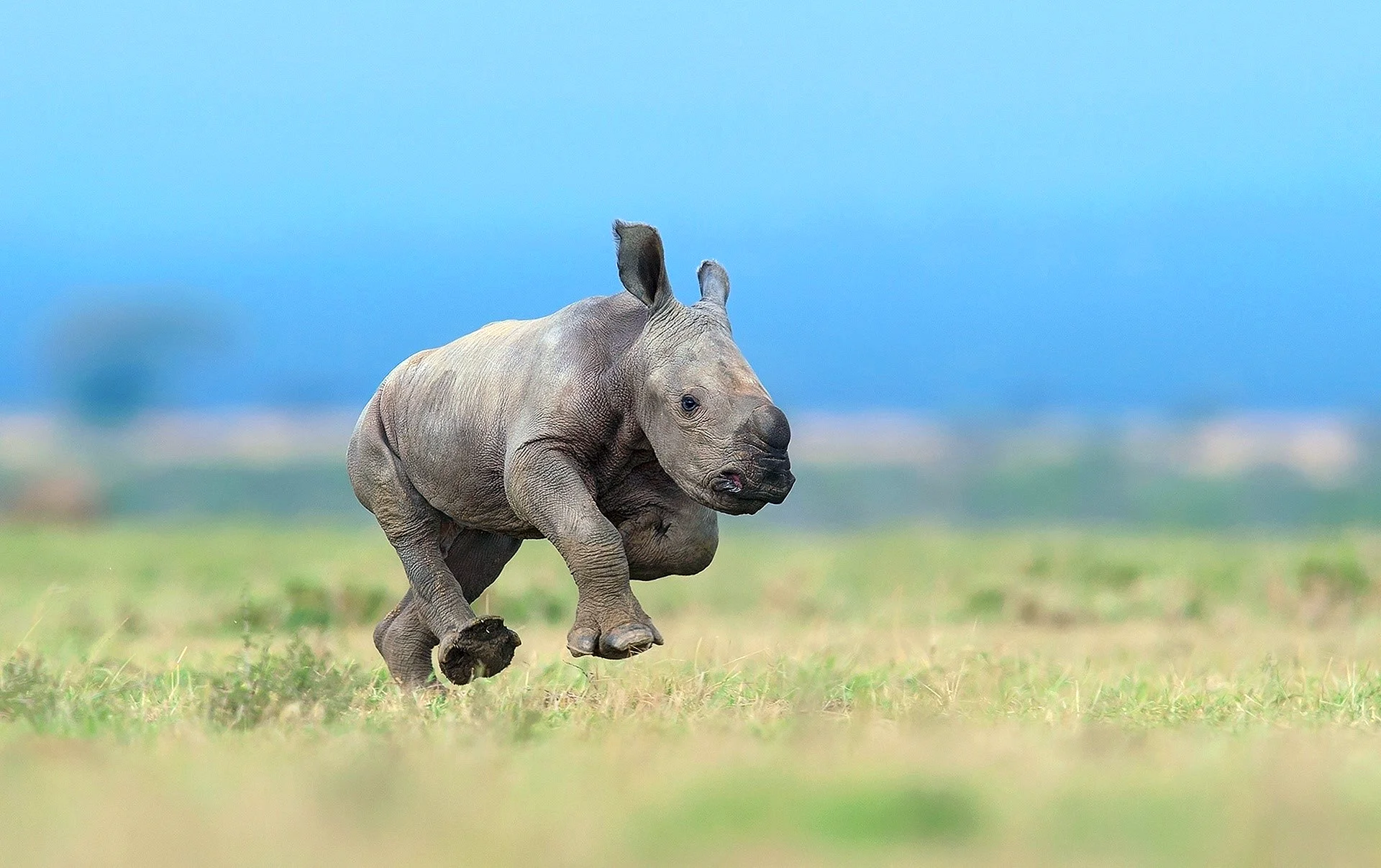 Baby Rhino Wallpaper