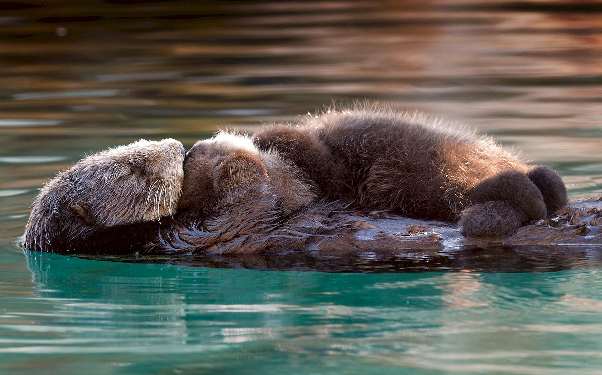 Baby Sea Otter Wallpaper