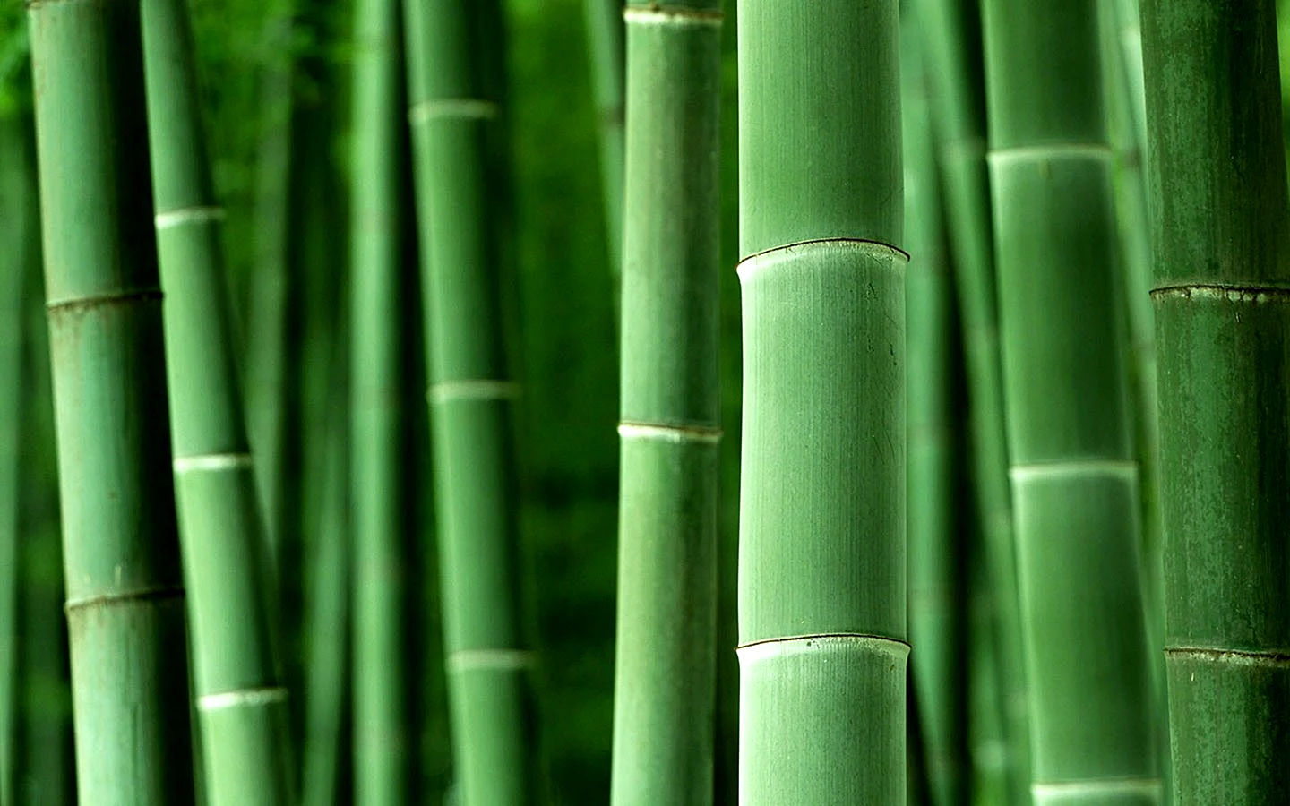 Bamboo Wallpaper