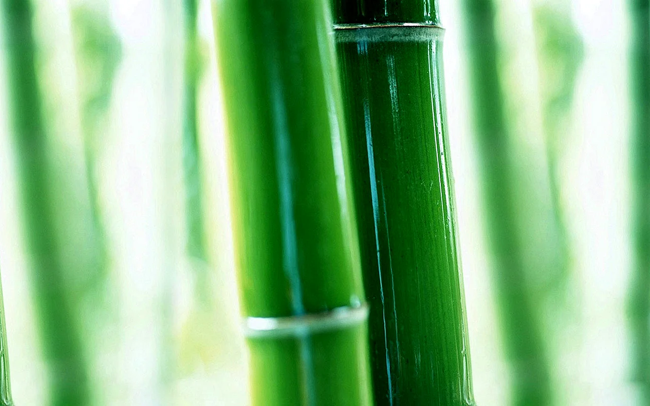 Bamboo Wallpaper