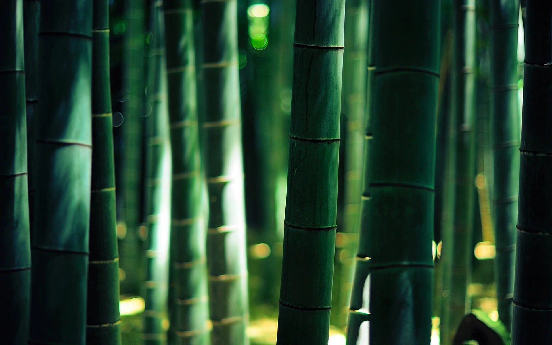 Bamboo Wallpaper