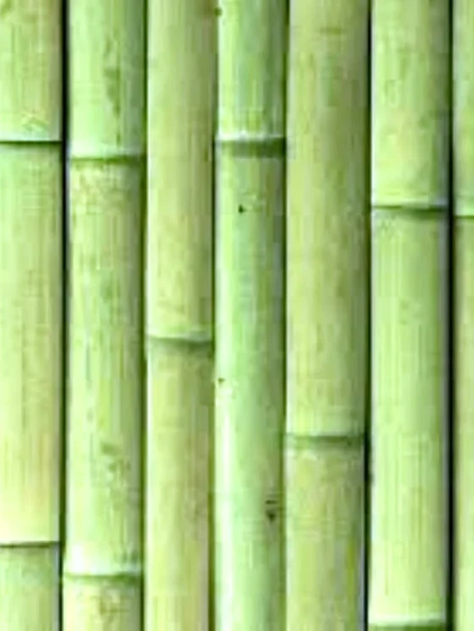 Bamboo Texture Wallpaper