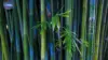 Bamboos Wallpaper