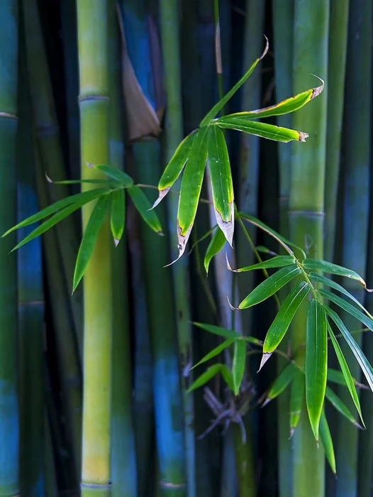Bamboos Wallpaper