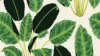 Banana Leaf Botanical Wallpaper