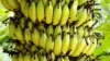 Banana Plantation Colombia Wallpaper