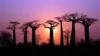 Baobab Night Wallpaper