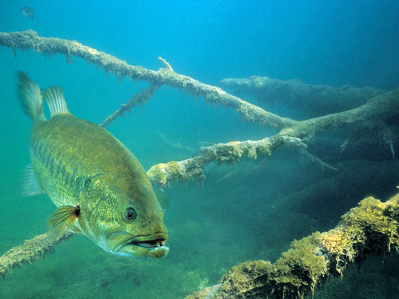 Bass Fish Wallpaper