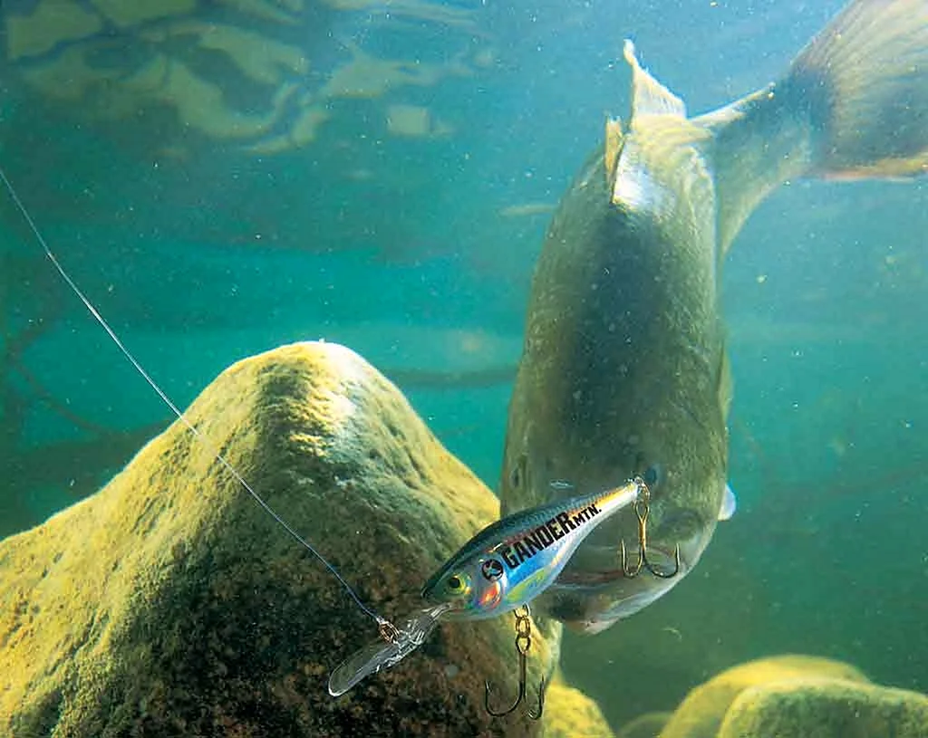 Bass Fishing Wallpaper