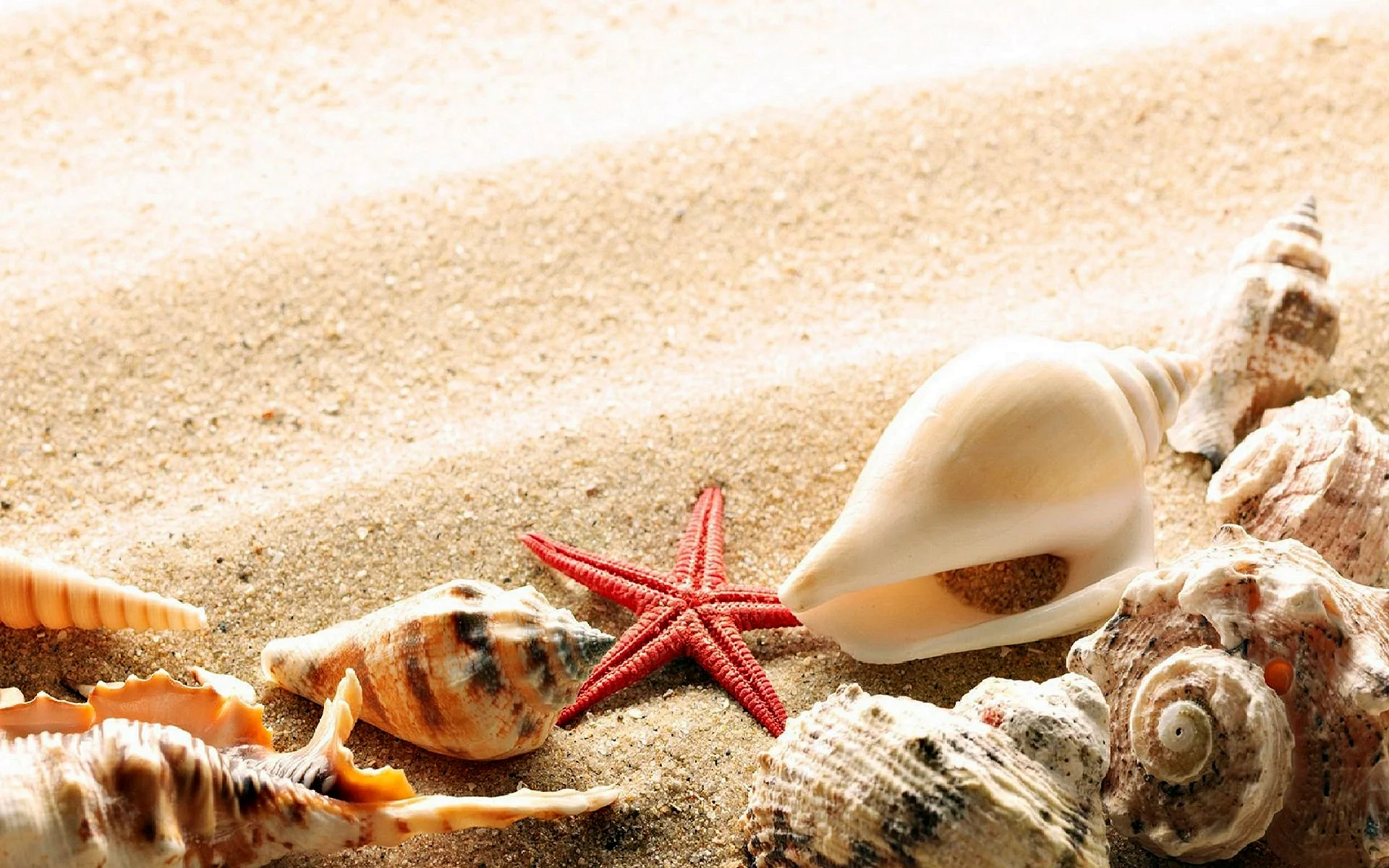 Beach Sand Shell Wallpaper