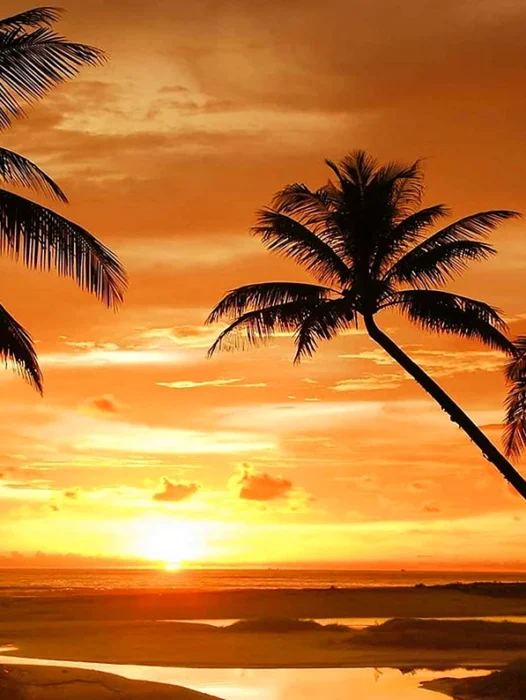 Beach Sunset Tropical Wallpaper