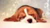 Beagle Puppy Sleeping Wallpaper