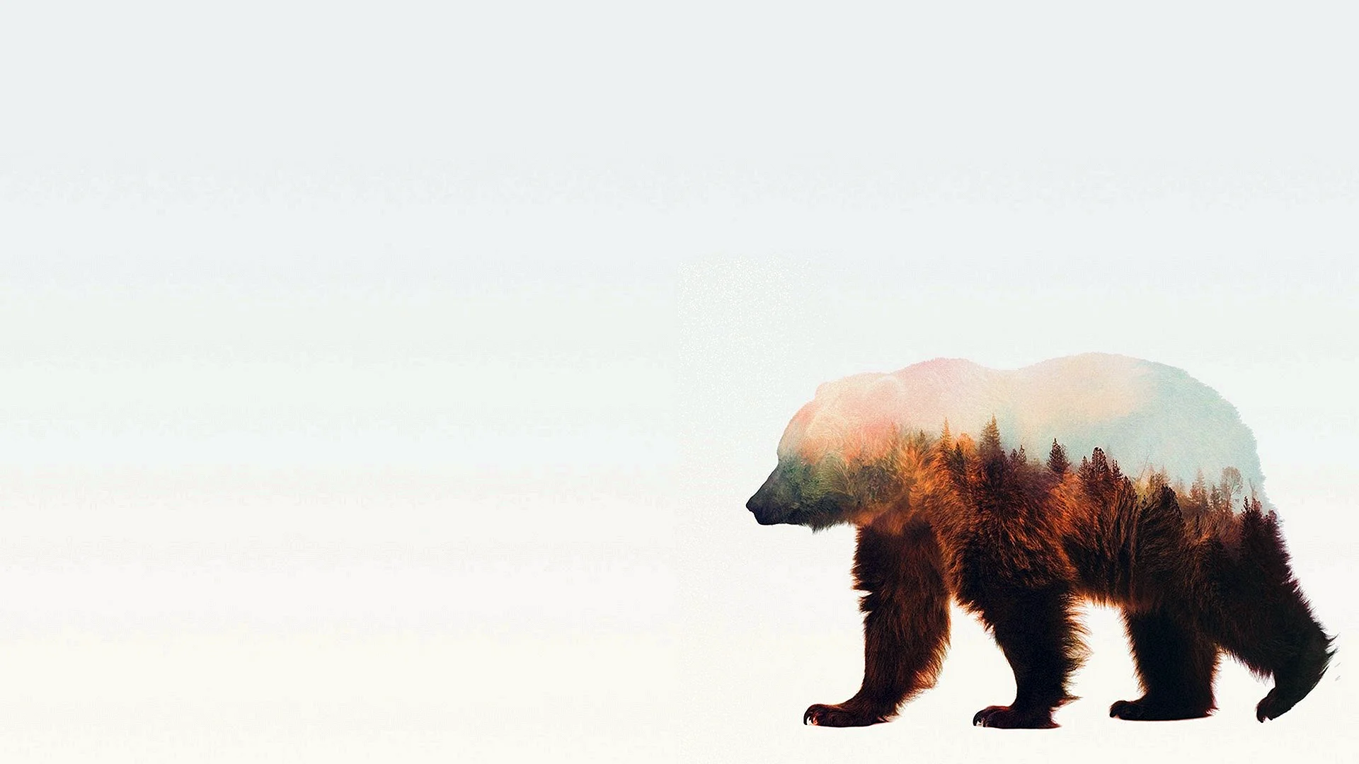 Bear Background Wallpaper