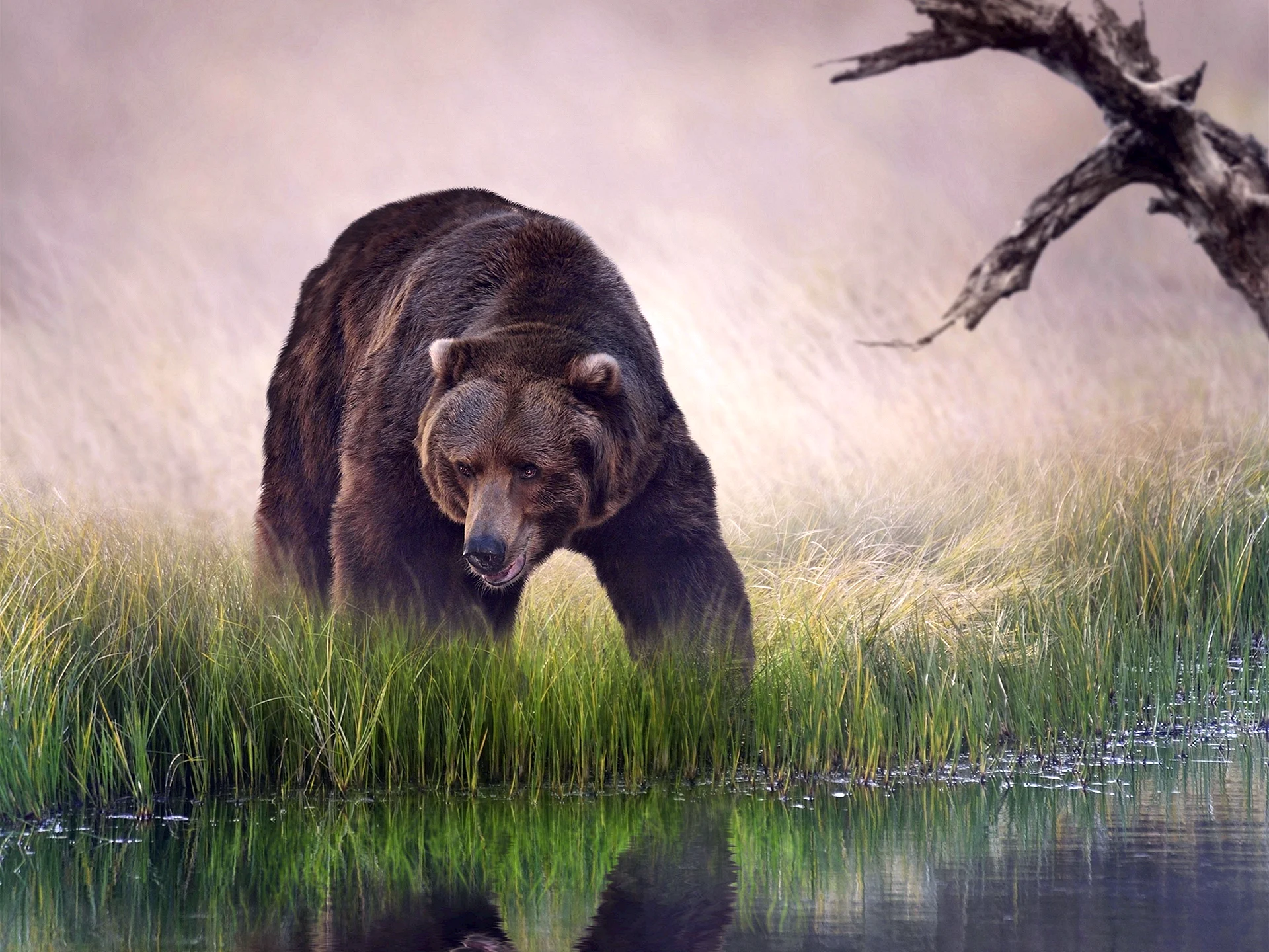 Bear HD Wallpaper