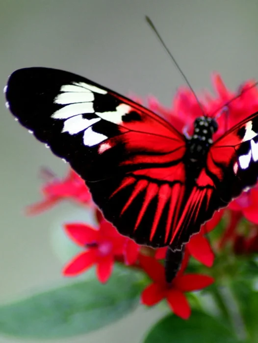Beautiful Butterfly Wallpaper