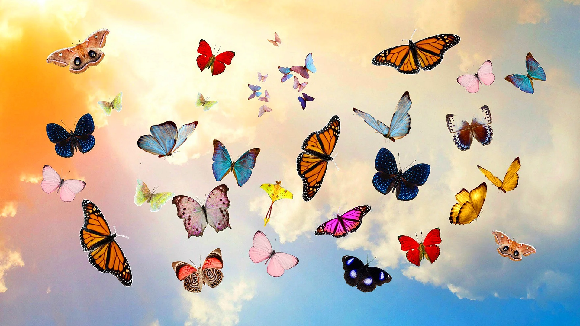 Beautiful Butterfly Wallpaper