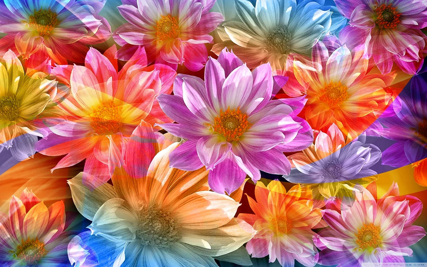 Beautiful Flower Background Wallpaper
