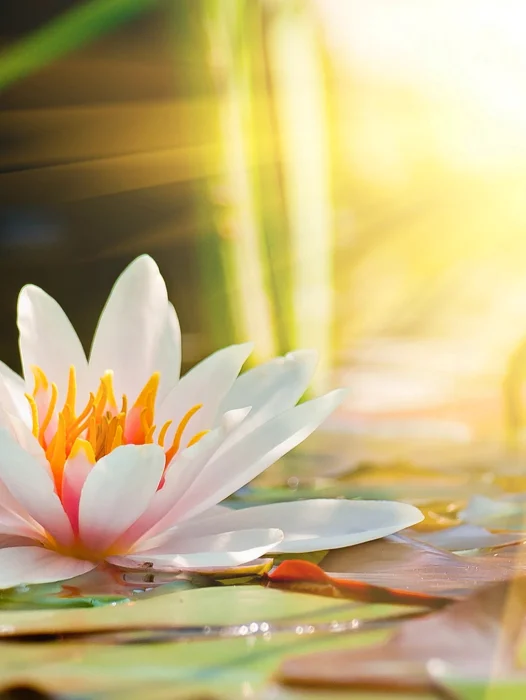 Beautiful Lotus Flower Wallpaper